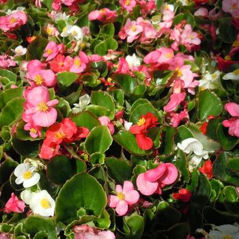 Begonia semperflorens 'Green Leaf Mix'