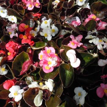 Begonia semperflorens 'Red Leaf Mix'