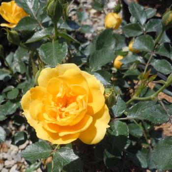 Rosa 'Lemon Drop'