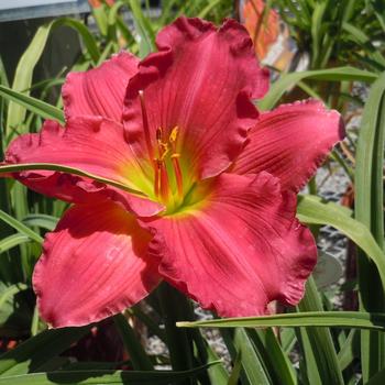 Hemerocallis Happy Ever Appster® 'Dynamite Returns'