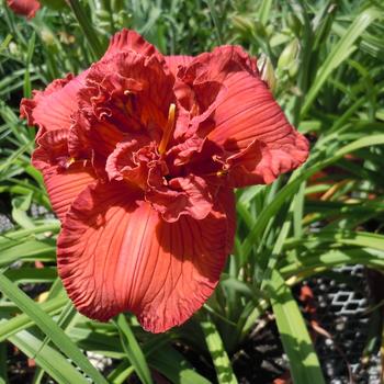 Hemerocallis 'Orange You Lucky Returns' 