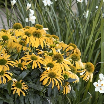 Echinacea 'Balevoelf' PP31064