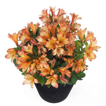 Alstroemeria Inticancha® 'Bryce'