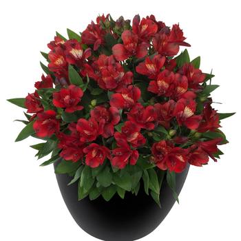 Alstroemeria Inticancha® 'Doba'