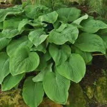 Hosta 'T-Rex' 