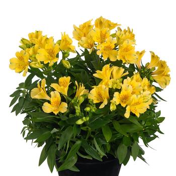 Alstroemeria Inticancha® 'Havana'