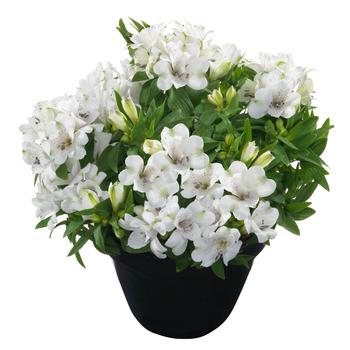 Alstroemeria 'Magic White' 