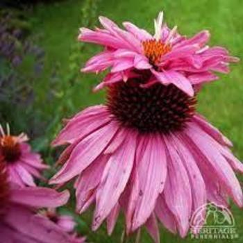 Echinacea 'Double Decker' 