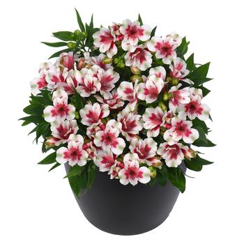 Alstroemeria Inticancha® 'Moon'