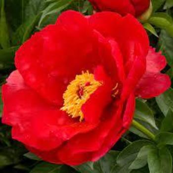 Paeonia 'Blaze' 