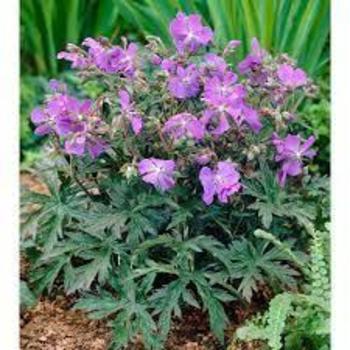 Geranium pratense 'New Dimension' 