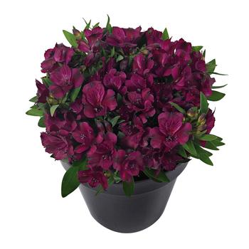 Alstroemeria Inticancha® 'Dark Purple'