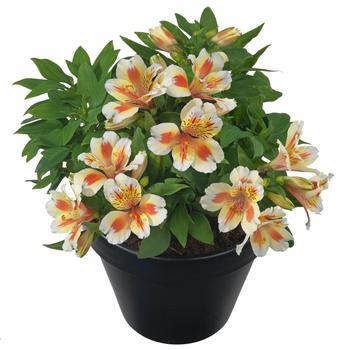 Alstroemeria 'Sunset' 