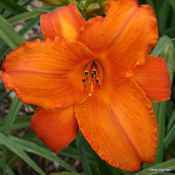 Hemerocallis 'Mauna Loa' 