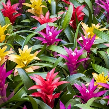 Aechmea 