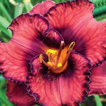 Hemerocallis fulva 'Berrylicious' 