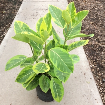 Ficus altissima