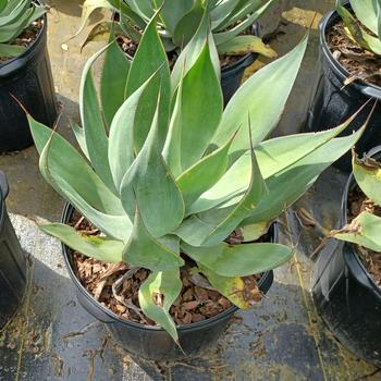 Agave 'Blue Waves' 