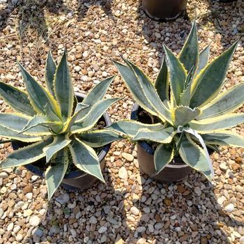 Agave americana 'Opal' 