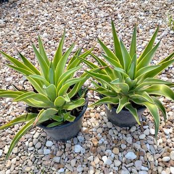 Agave desmettiana 'Variegata' 