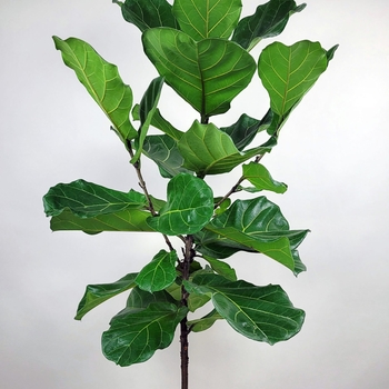Ficus lyrata