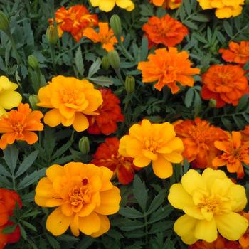 Tagetes patula