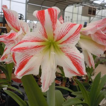 Hippeastrum 'Spartacus' 