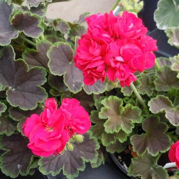 Pelargonium x hortorum 'Brocade Cherry Night' 