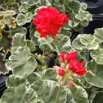 Pelargonium x hortorum 'Wilhelm Langguth'