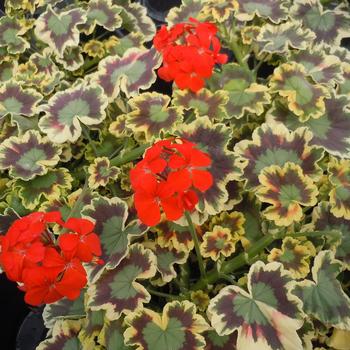 Pelargonium x hortorum 'Mrs. Pollock'