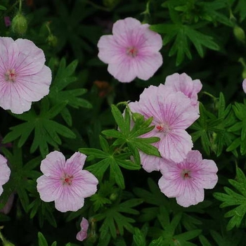 Geranium 'Pink Pouffe' PP26141