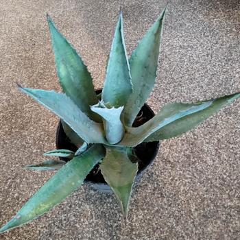 Agave montana 'Baccarat' 