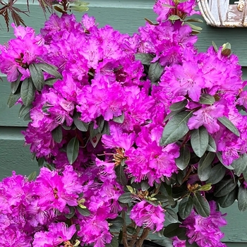 Rhododendron 'PJM Elite Star' 