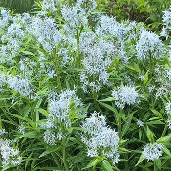 Amsonia illustris