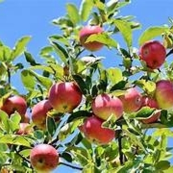 Malus 'Cortland' 