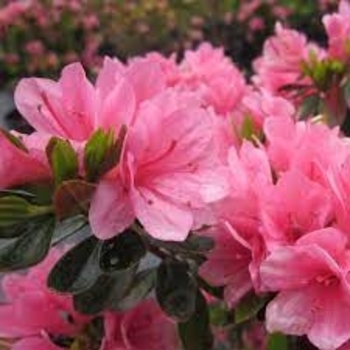 Rhododendron Kurume Hybrid 'Coral Bells' 