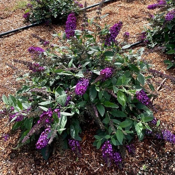 Buddleia 'PODARASNGA 9-15' 