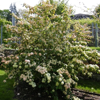 Viburnum nudum