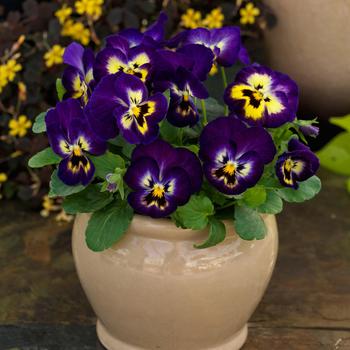 Viola cornuta 'ColorMax Berry Pie' 