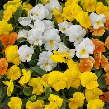 Viola cornuta 'ColorMax Citrus Mix' 