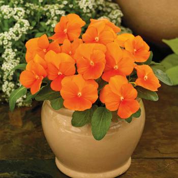 Viola cornuta 'ColorMax Clear Orange' 