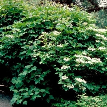 Viburnum trilobum 'Compactum' 