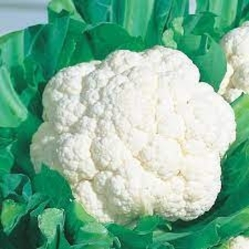 Brassica oleracea 'Snow Crown' 