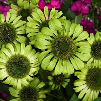 Echinacea purpurea 'Green Envy' 