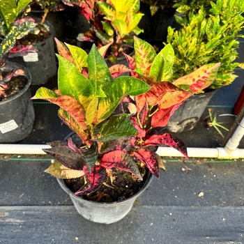 Codiaeum variegatum 'Mrs. Iceton' 