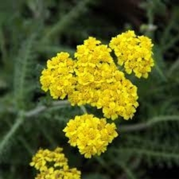 Achillea 'ACBZ0002' 