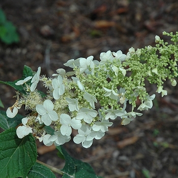 Hydrangea quercifolia 'Ellen Huff' 