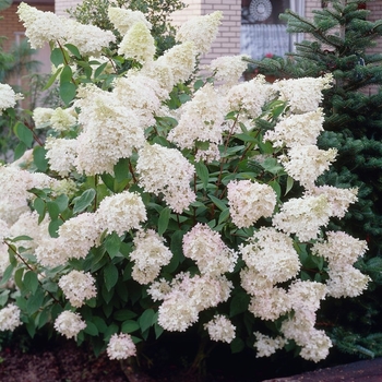 Hydrangea paniculata 'Phantom' 