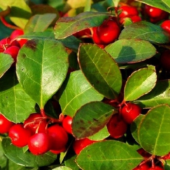 Gaultheria procumbens 'Gaulsidh5' PPAF