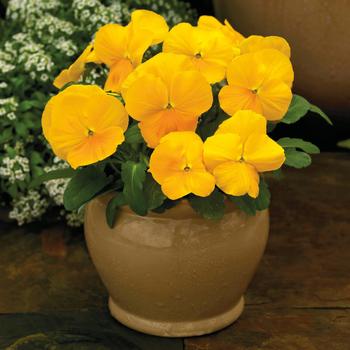 Viola cornuta 'ColorMax Clear Yellow' 